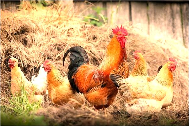 夢到旅遊途中被偷是什麼預兆_周公解夢官網