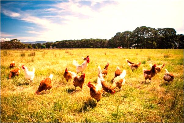 夢到了準備生二胎有什麼含義_周公解夢官網