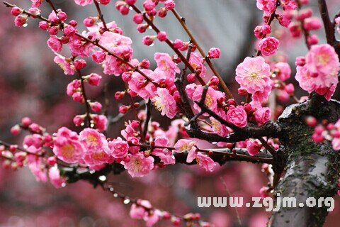 Dream of the plum blossom