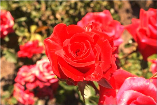 夢到家裡一群小蛇是咋回事_周公解夢官網