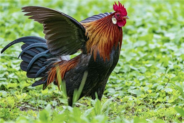 生肖雞的性格特質_十二生肖