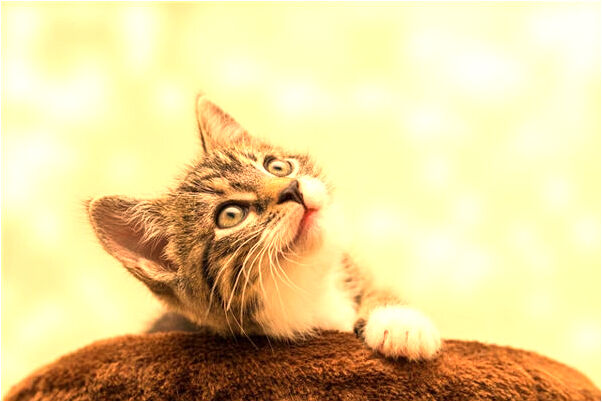 夢見同事要給我理髮是什麼意思_周公解夢官網