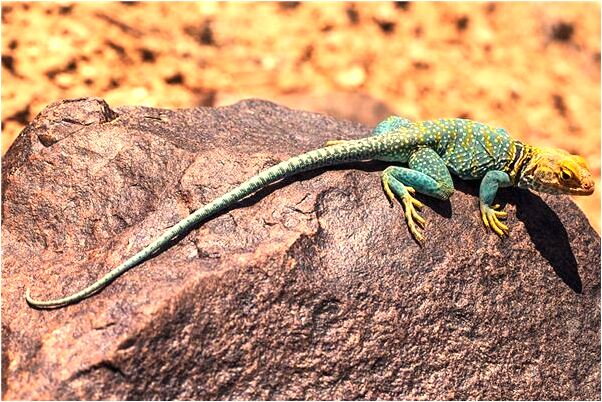 夢到死去的男朋友追殺我會有什麼預兆_周公解夢官網