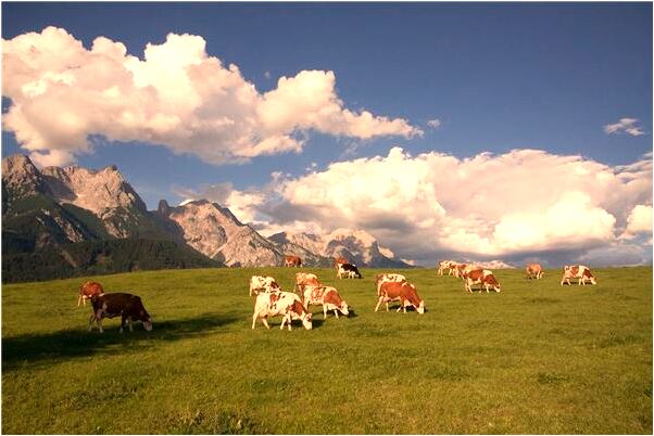 夢到田地豐收是什麼意思_周公解夢官網