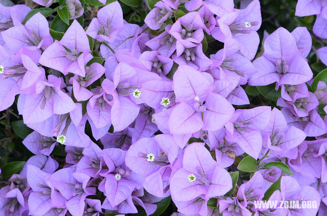 夢見校友搭車_周公解夢夢到校友搭車是什麼意思_做夢夢見校友搭車好不好_周公解夢官網