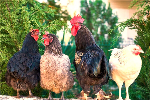 夢到了狗咬手指不放是什麼預兆？_周公解夢官網