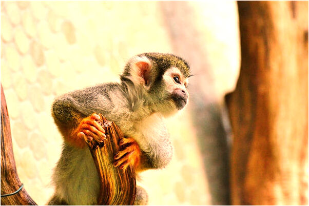 夢到了從深坑裡向外爬是什麼徵兆_周公解夢官網