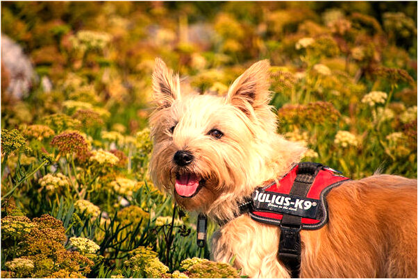 夢見被不明物咬是好事還是壞事_周公解夢官網