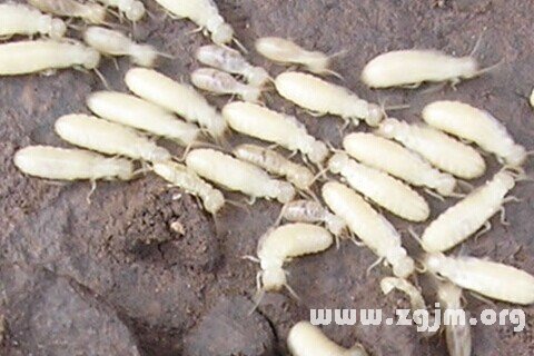 Dream of termites