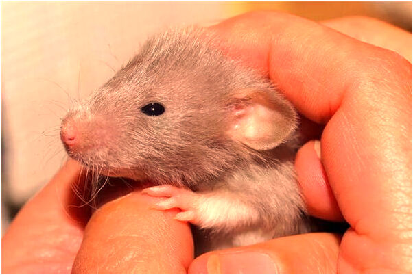 夢到了老婆跟別的男人走啦怎么樣_周公解夢官網