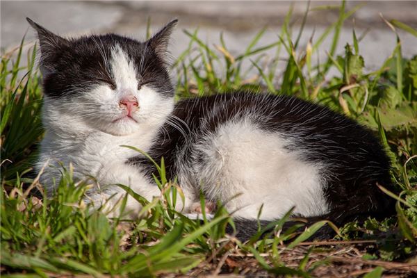 夢見白貓黑貓怎么說_周公解夢