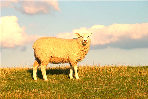 夢到抱剛生的男孩是好事還是壞事_周公解夢官網