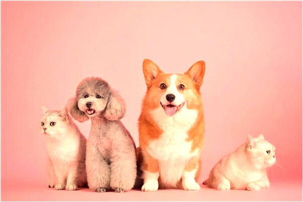 夢到了萬人坑意味著什麼_周公解夢官網