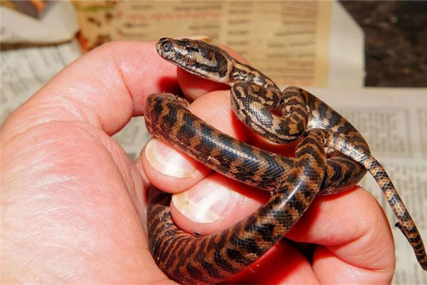 夢見蛇纏手腕什麼意思_周公解夢