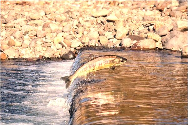 夢見外婆家的老房子是咋回事_周公解夢官網