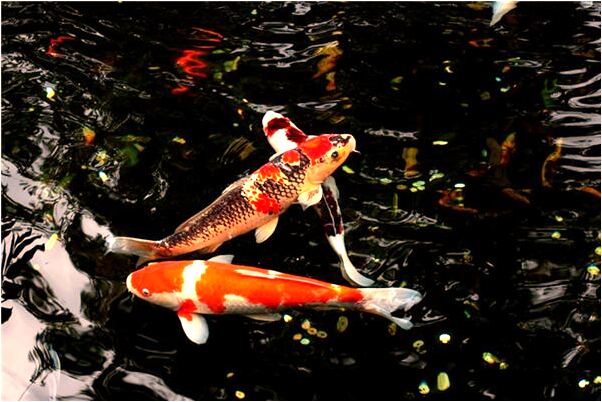 夢到了好多人跳舞是什麼兆頭_周公解夢官網