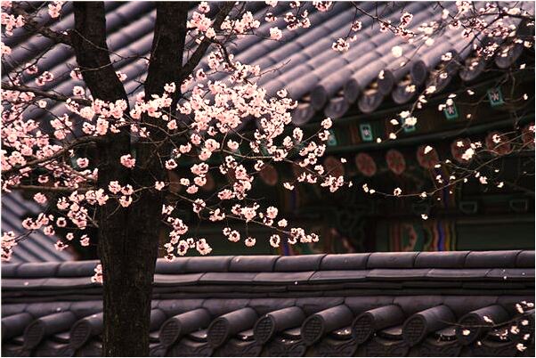 夢到了騎車撞樹有何寓意_周公解夢官網