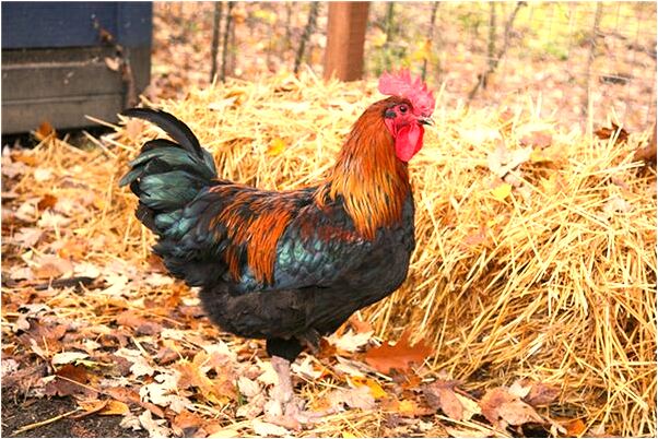 夢到神轎擋路是什麼意思？_周公解夢官網