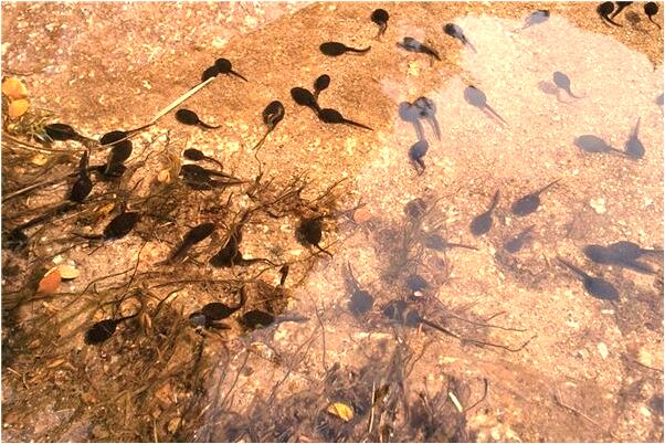 夢見給別人水杯是好的徵兆嗎_周公解夢官網