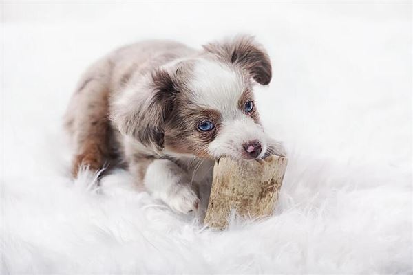 2018年是什麼年_十二生肖