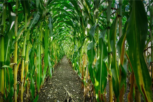 夢見玉米乾是什麼啟示_周公解夢