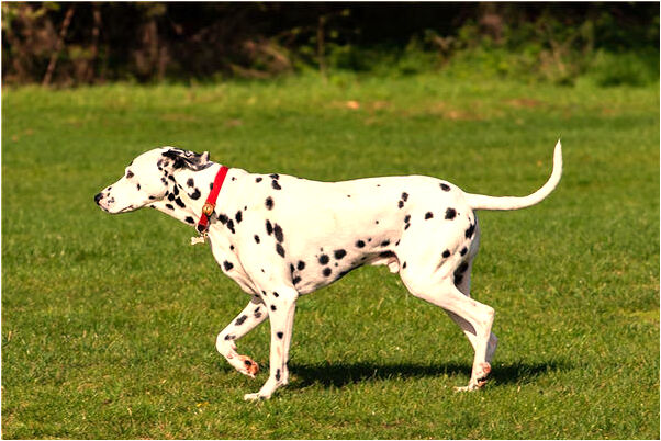 夢到把楊家的水當啤酒喝了有什麼徵兆_周公解夢官網