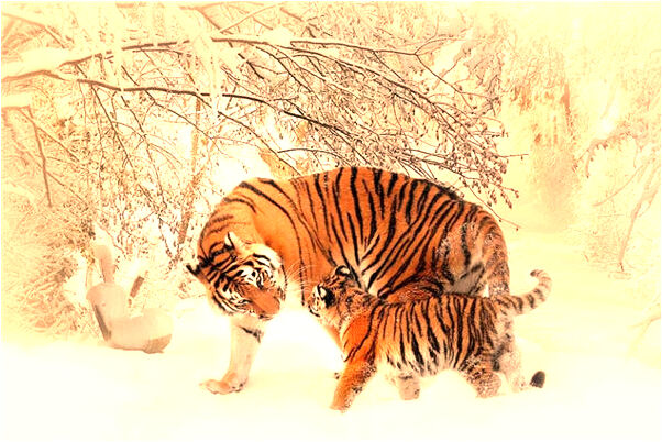 夢見老公有小三了是啥意思_周公解夢官網