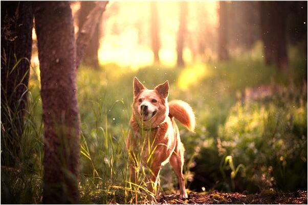 夢見我要回陌生女手中的畫會是什麼預兆_周公解夢官網
