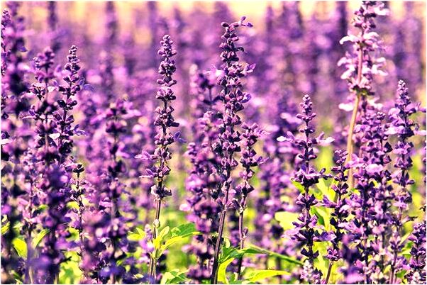 夢見貔貅受損什麼預兆_周公解夢官網