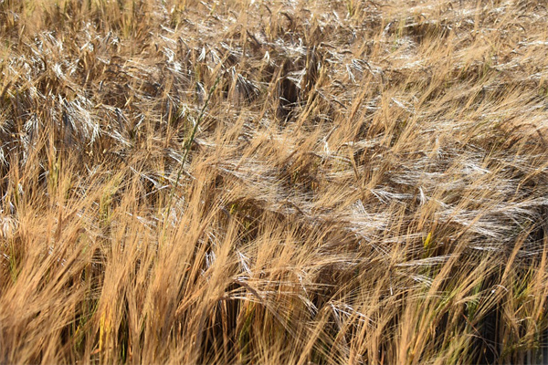 夢到茅草什麼預兆_周公解夢