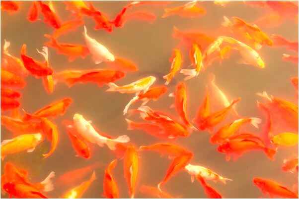 夢到了庭院進狐狸趕走代表著什麼？_周公解夢官網