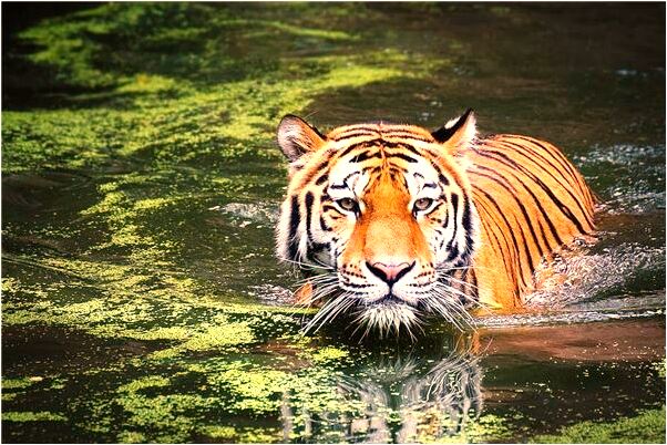 夢見身上長毛是咋回事_周公解夢官網