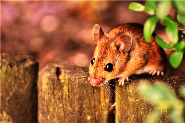 夢見男朋友捏我胸部會有什麼預兆_周公解夢官網