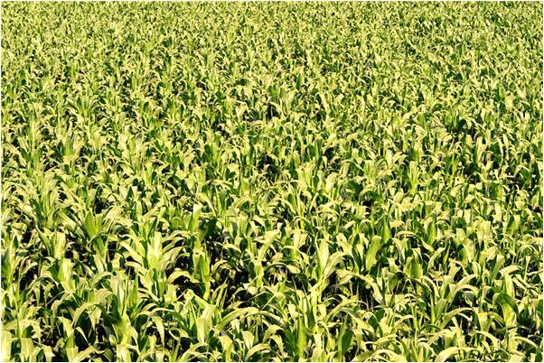 夢到男人岸上撿到活魚是凶兆還是吉兆_周公解夢官網