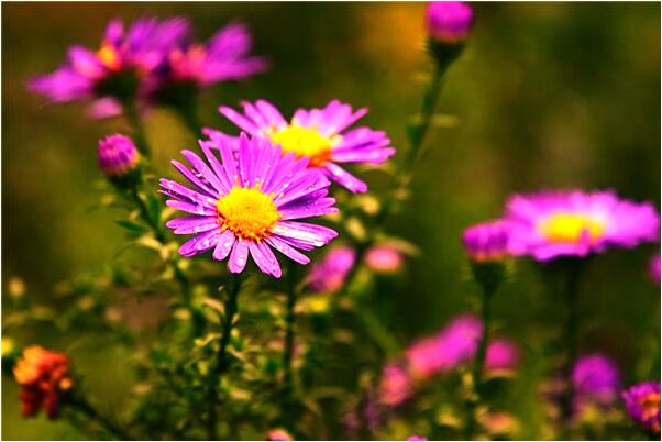 夢到了過去的情人是什麼意思？_周公解夢官網