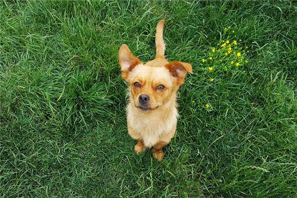 夢見一條大黃狗_周公解夢