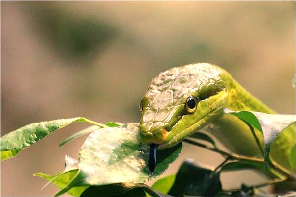 夢見別人冼衣服河水長了是什麼意思？_周公解夢官網