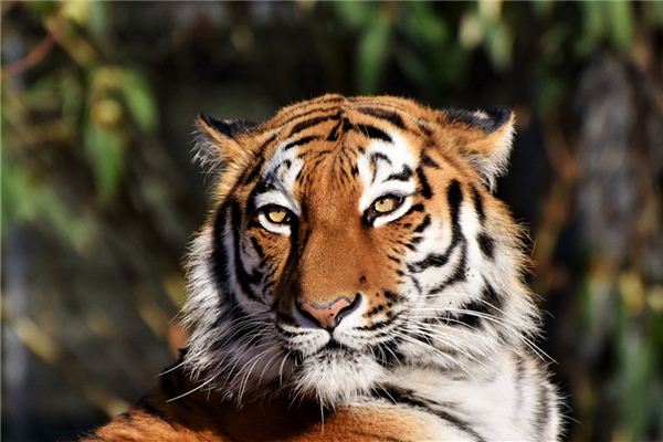 夢見老虎是什麼意思_周公解夢