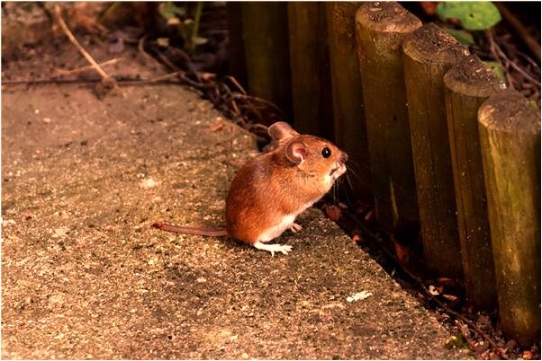 夢到了清道夫跳出水缸有什麼徵兆_周公解夢官網
