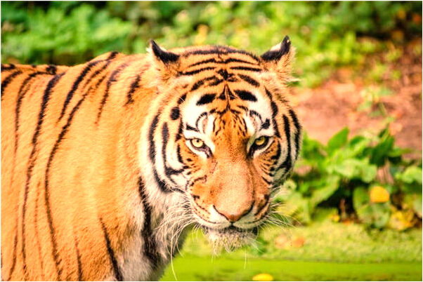 夢到被一男一女追代表什麼_周公解夢官網