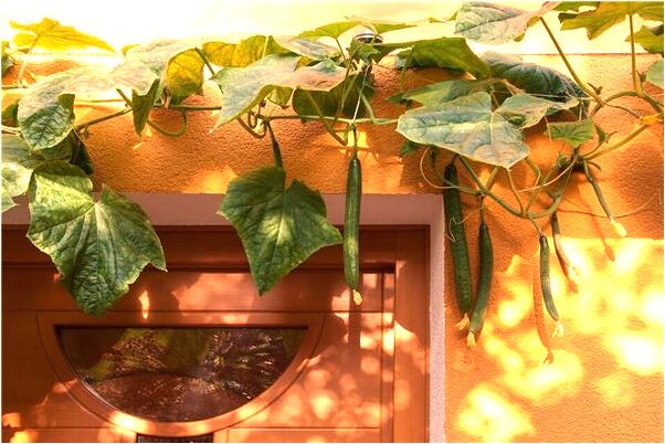 夢到了家人愛人得了重病有什麼寓意嗎_周公解夢官網