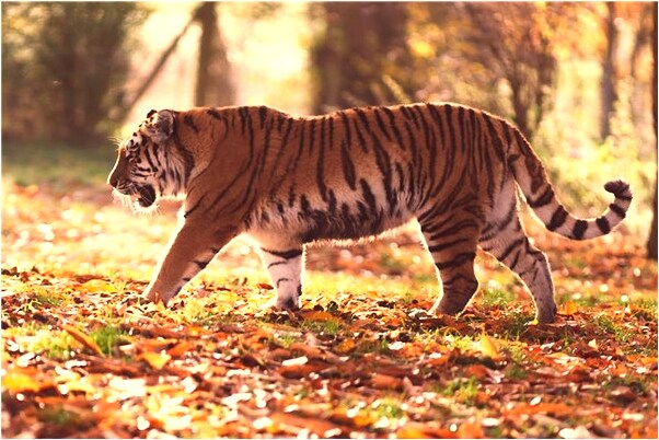 夢到考試找不到卷子什麼預兆_周公解夢官網