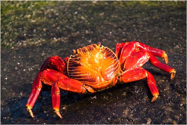 夢到了已故的外婆活了是什麼徵兆_周公解夢官網