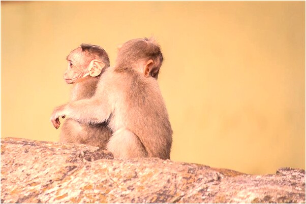 夢到腚上沾屎有什麼預兆_周公解夢官網