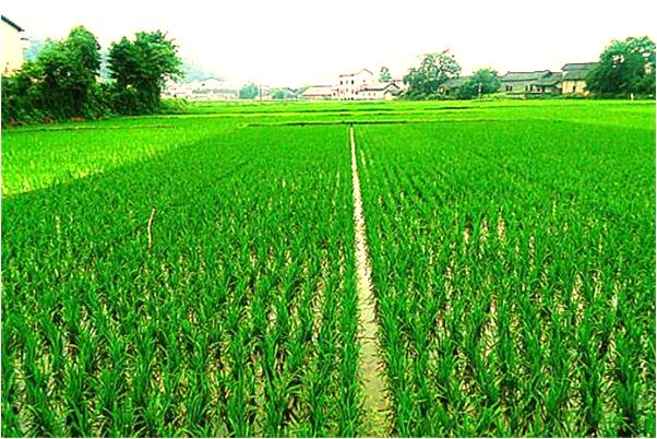 夢到了朋友來我家裡大便預示什麼_周公解夢官網