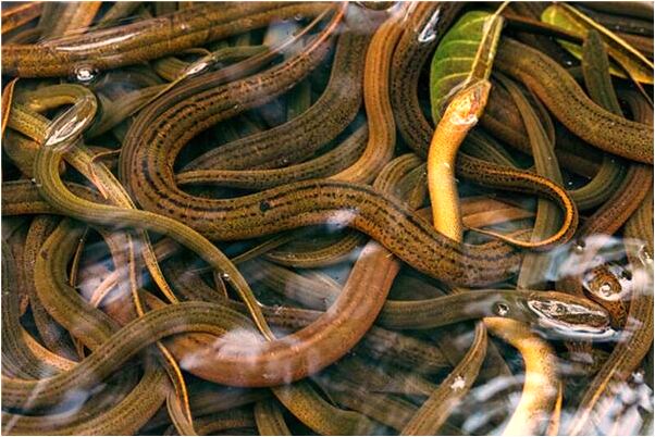 夢到別人的電站水幹了有什麼寓意嗎_周公解夢官網