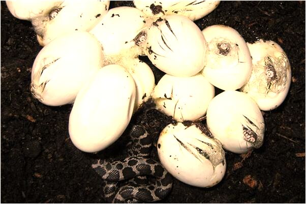 夢見自己被狗攆有什麼意義嗎_周公解夢官網