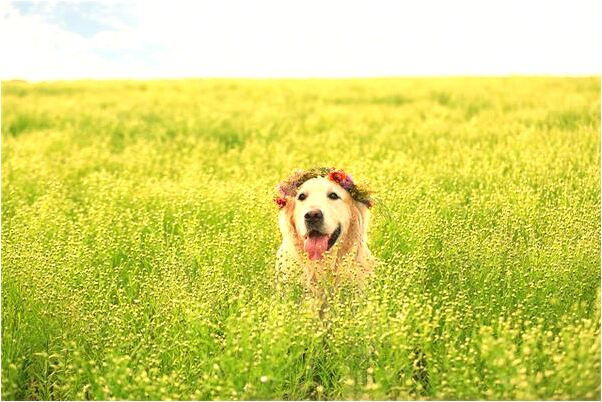 夢到了被暗戀的對象拒絕有何寓意_周公解夢官網