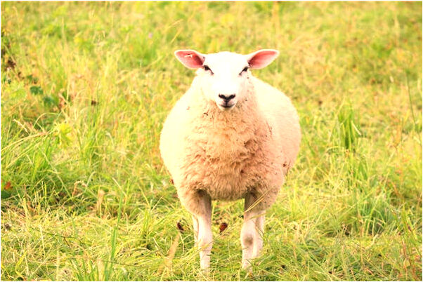 夢見房子裡逮魚預示著什麼_周公解夢官網