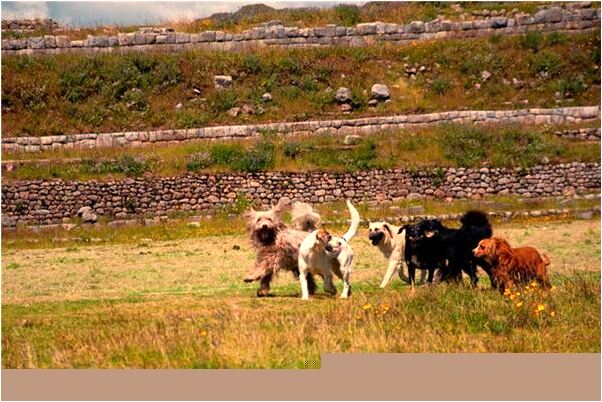 夢到了生日請諫是什麼啟示_周公解夢官網